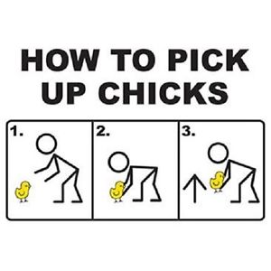 how to pick up chicks