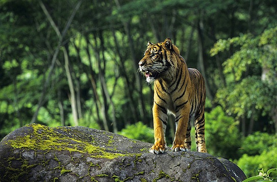 indo-tiger