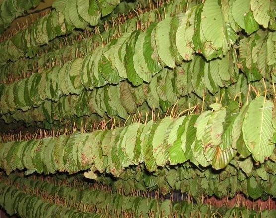 kratom leaves drying