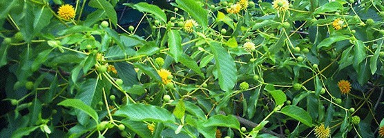 kratom plants