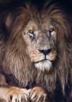 graylion's Avatar
