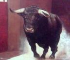 thebull's Avatar