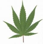 Good Looking Stoner's Avatar