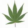 Good Looking Stoner